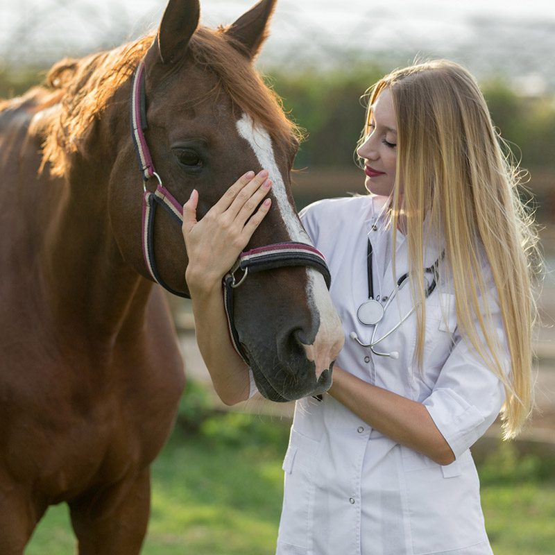 Biomedical Sciences, BS (Equine Studies)